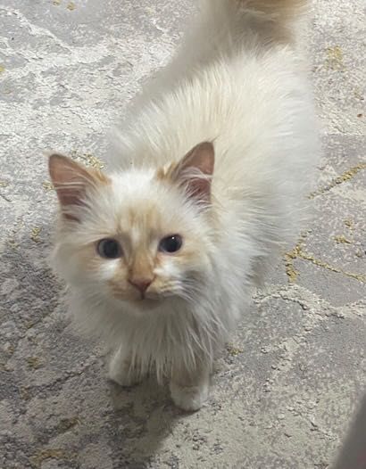 Кот невская маскарадная редкий окрас ред пойнт