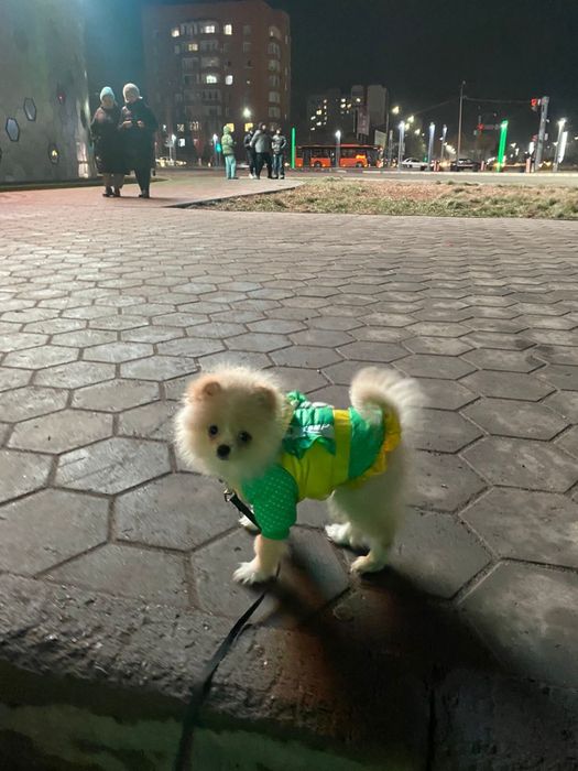 Продам комбинезон для щенка