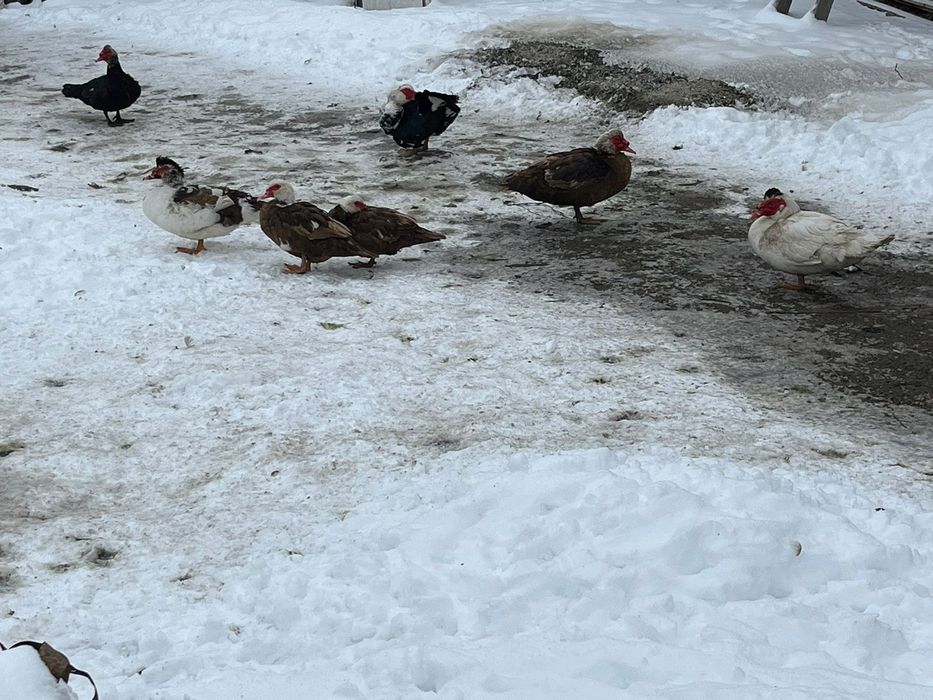 Продам  индоуток (мускусных уток)