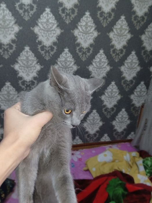 Sccotish folt toza qon