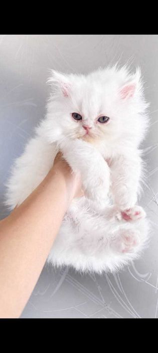 Persian kitten alb imaculat