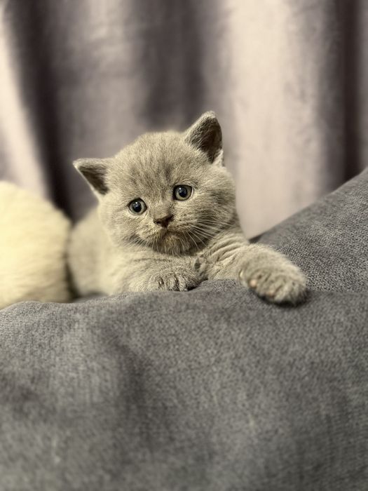 British shorthair blue
