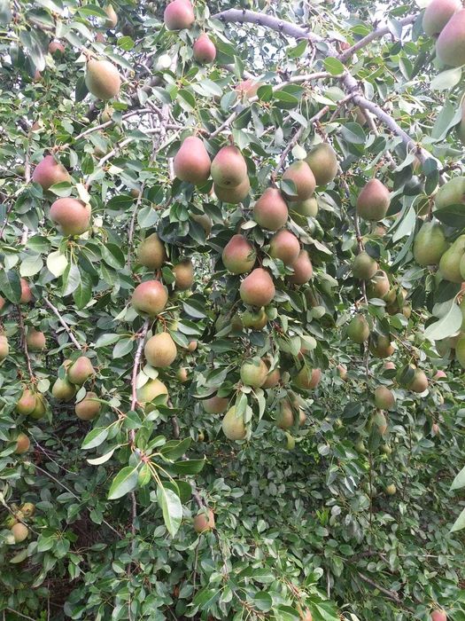 Продам дачу на Айгуле