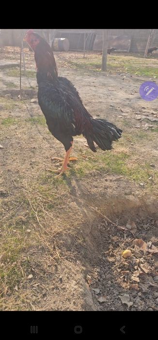 Бойцовы кораз дакан петух