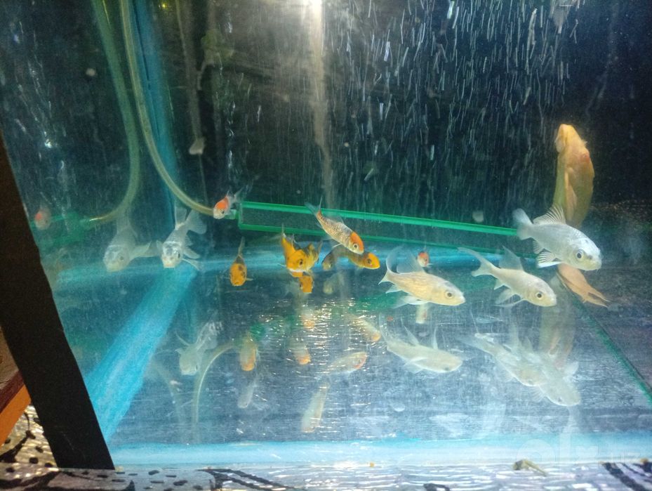 Akvarium baliqlari