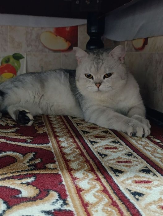 Серебристый шиншила кот!Срочно продам,тезда сотилади у ребенка аллерги