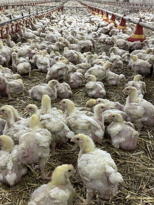 Vand pui de carne ROSS