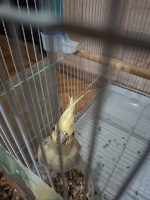 Karella para papugay sotiladi