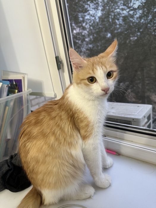 Кошка бесплатно в добрые руки