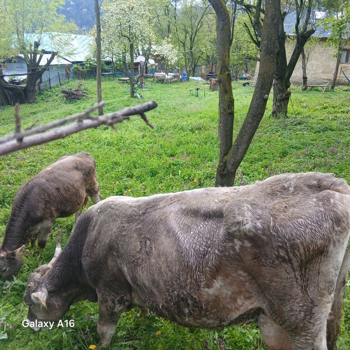 Vacă bună de lapte