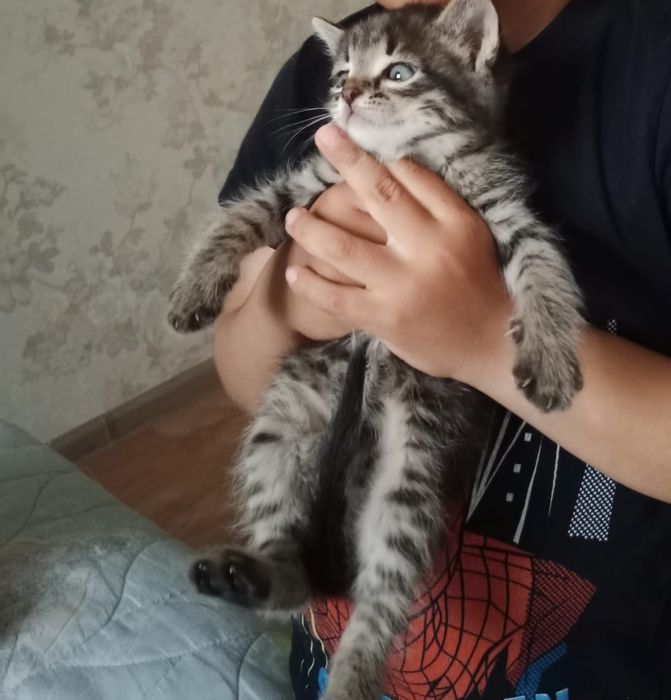 Отдам хорошие руки милых котенков