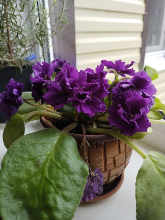 Фиалка обильноцветущая