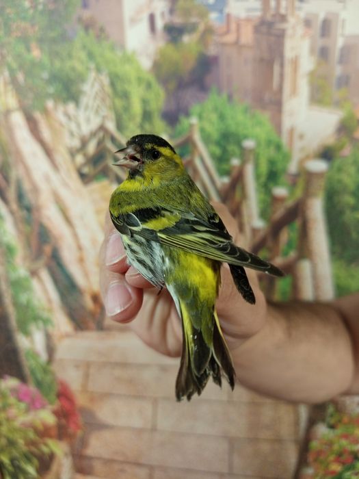 Продам птиц вьюрков