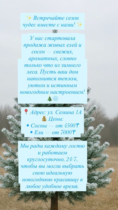 Сосны , ели , елки