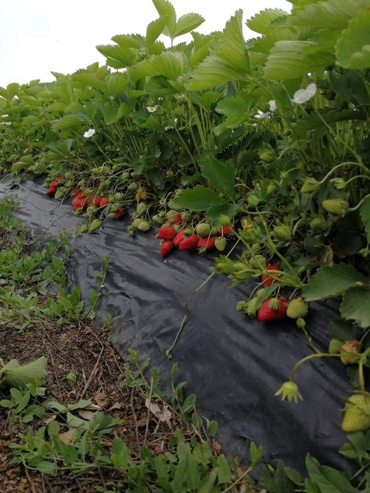 ПРОДАЖБА НА РАЗСАД – БОРОВИНКИ И ЯГОДИ,  Малки боровинки- изгодно