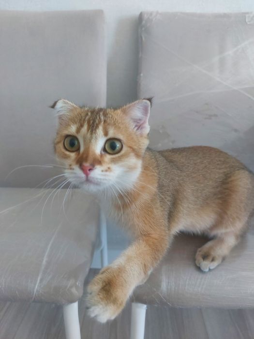 Продаётся кошка пародистый