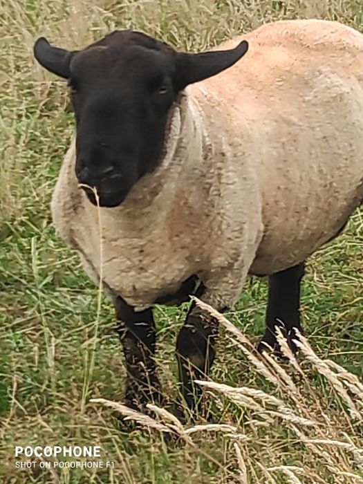 Vând sau schimb berbec suffolk irlandez