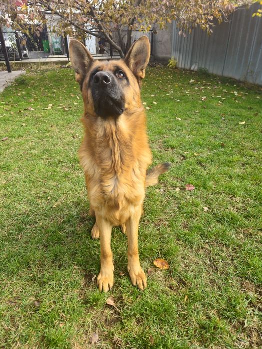 Вязка Немецкая овчарка