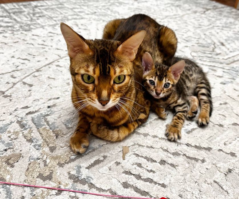 Бенгальские котята, мальчики