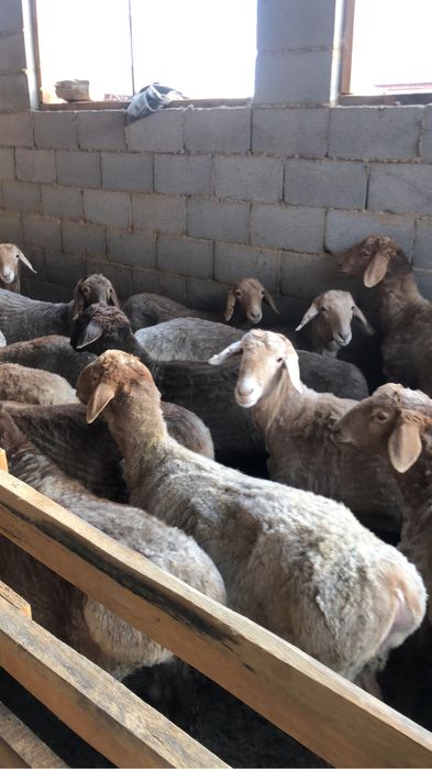 Қой/баран/тоқты/