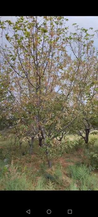 Тошкент вилояти  Нурофшон шахри