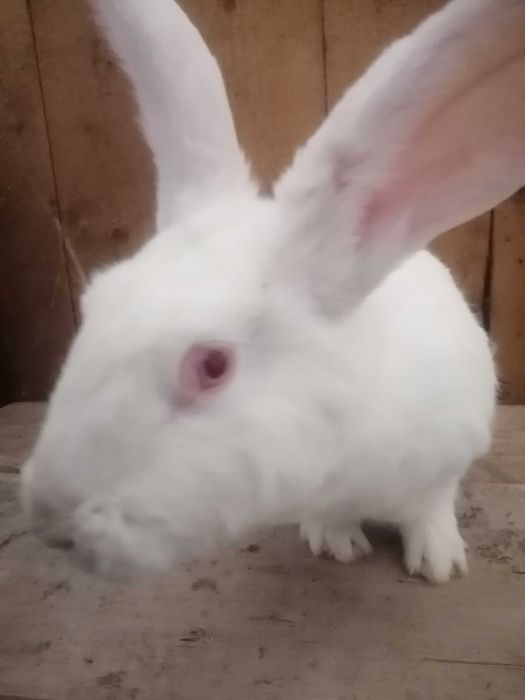 Vând iepuri i hycole pui de 6 săptămâni