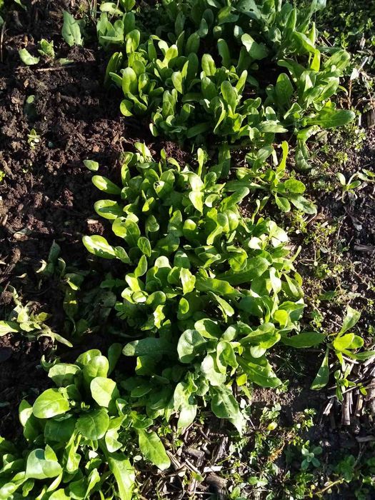 Невен,разсад от билката