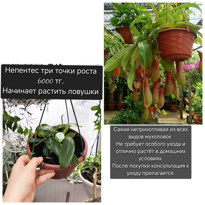 Мухоловка антуриум оксалис филодендрон Биркин.  Фикус дуболистный