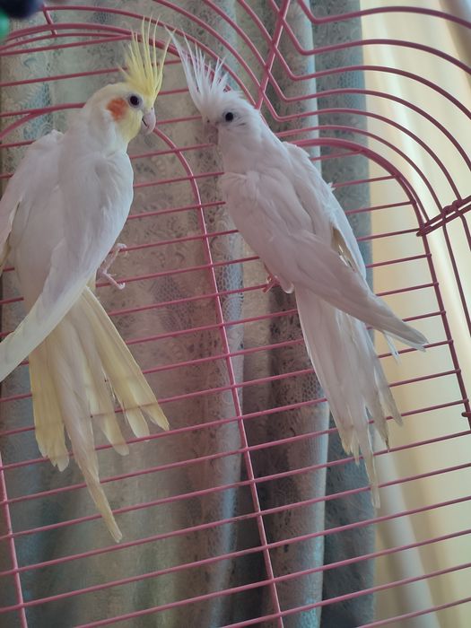 Попугаи Корелла пара