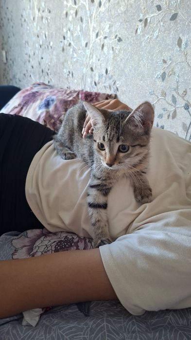 Котенок 3-4 месяца, полубританка