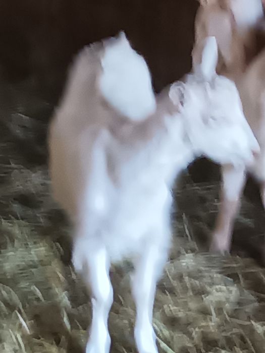 Iezi de capră de anul acesta