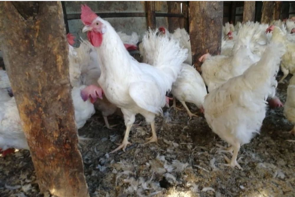 Куры несушки и петушки