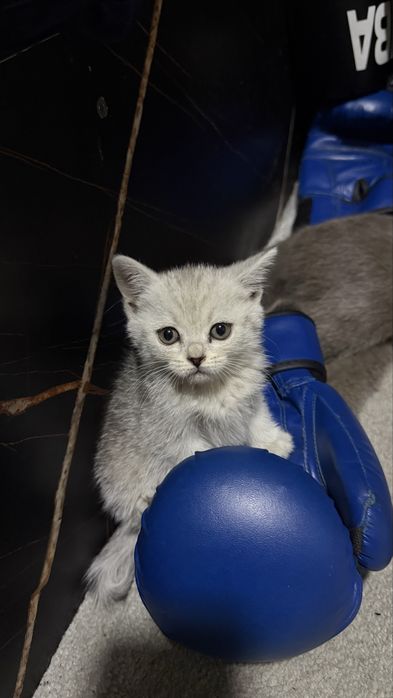 Скотиш страйт серебро шиншилла