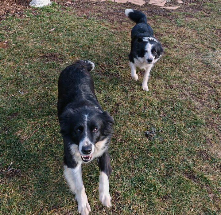 Pui Border Collie 3 luni