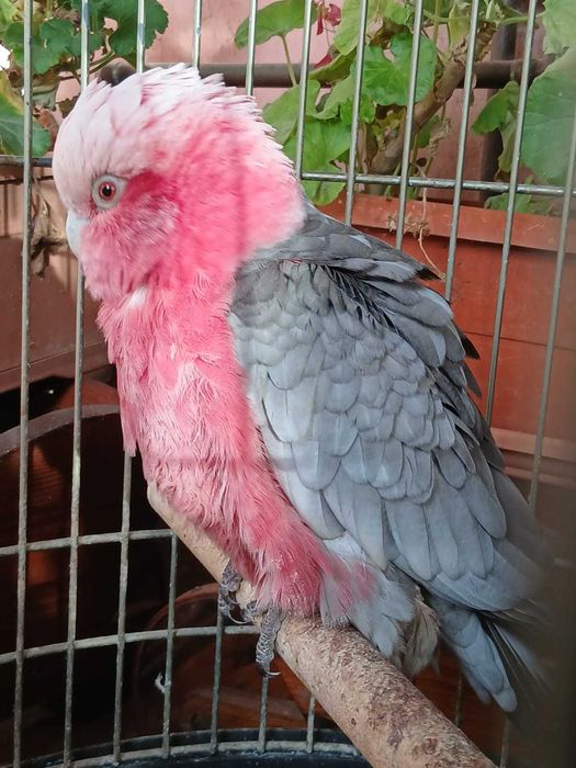 Papagal kakadu roza