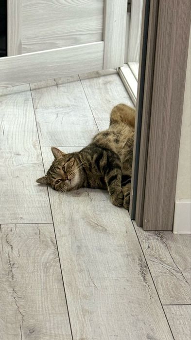 Отдам кота в добрые руки