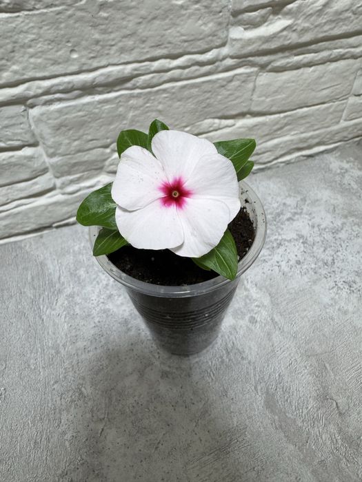 Продаю комнатные цветы