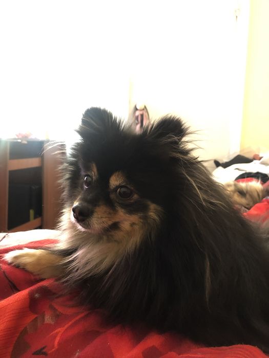 СРОЧНО вязка для немецкого шпица