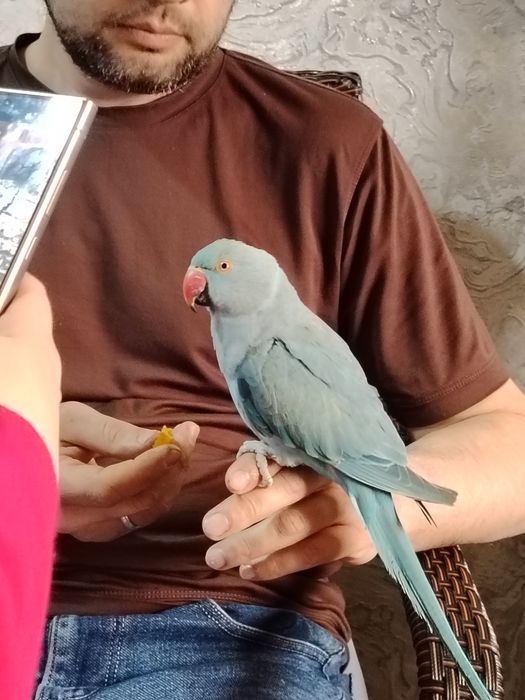 Ajreli ruchnoy kesha