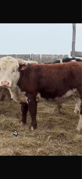 Продам 11бычков с откорма