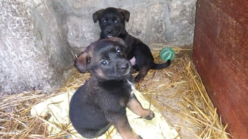 Подарявам кученца - белгийска овчарка (Малиноа) микс