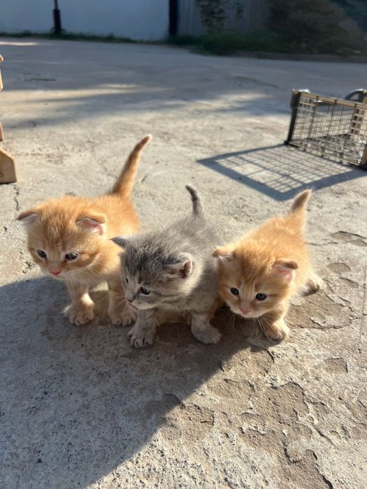 Котята продадим в хорошие руки