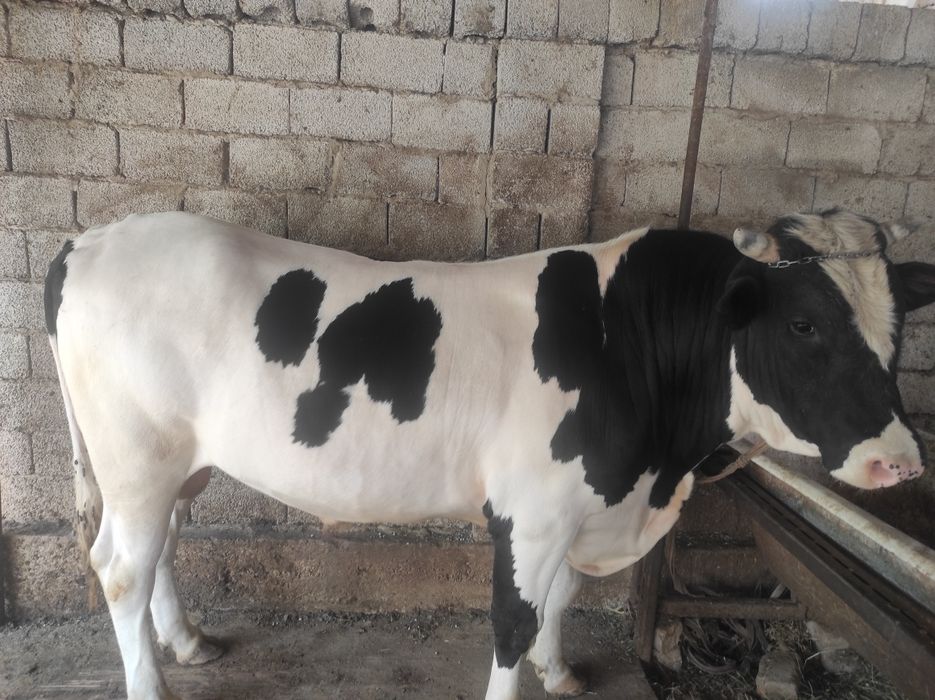 Rossiyskiy Buqa sotiladi. Jo'xori va bug'doy, shrot bn boqilgn 50mln.s