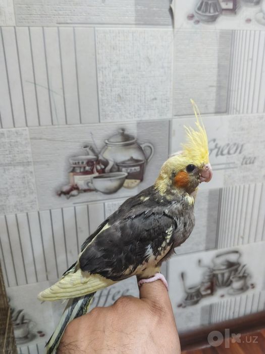 Korella ruchnoy 3 ta 2.5 oyliki donga kirgan