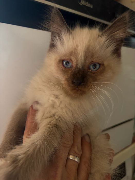 Отдам шикарного котенка