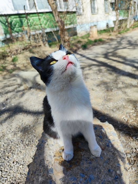 Отдам котика 6 месяцев .