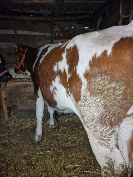 Vand  3 viteii, marfa de calitate 183 de milioane negociabil !