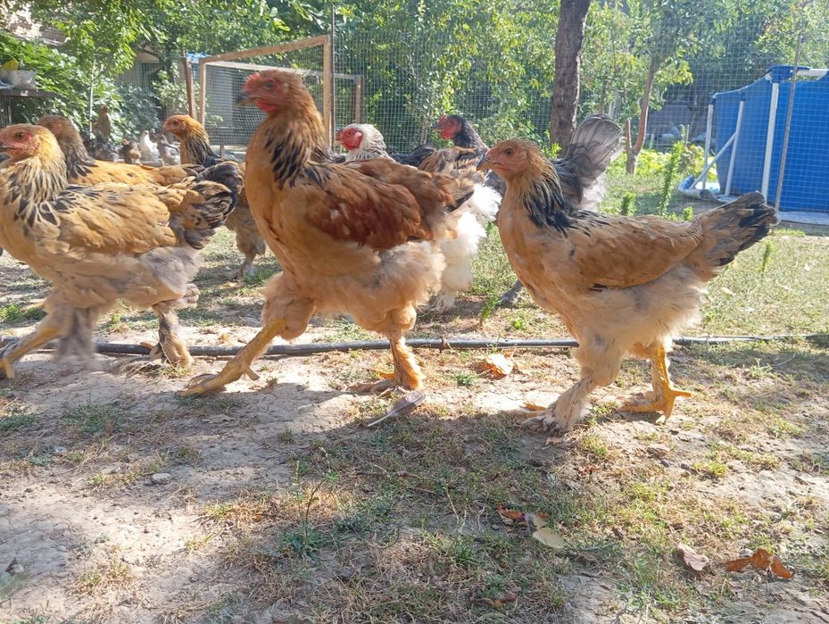 Продаётся куры породы Брама.