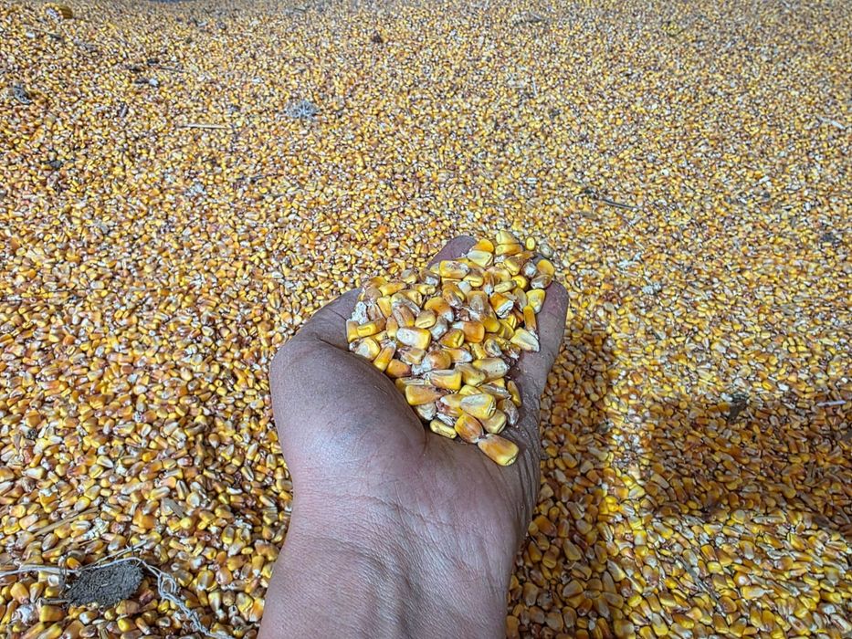 Продам кукурузу в зерне, сухую