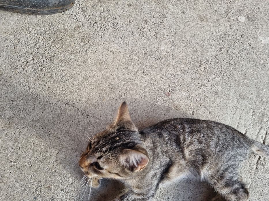 Donez pisoi gri cu ochii verzi